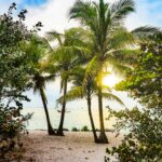 Coconut Trees
